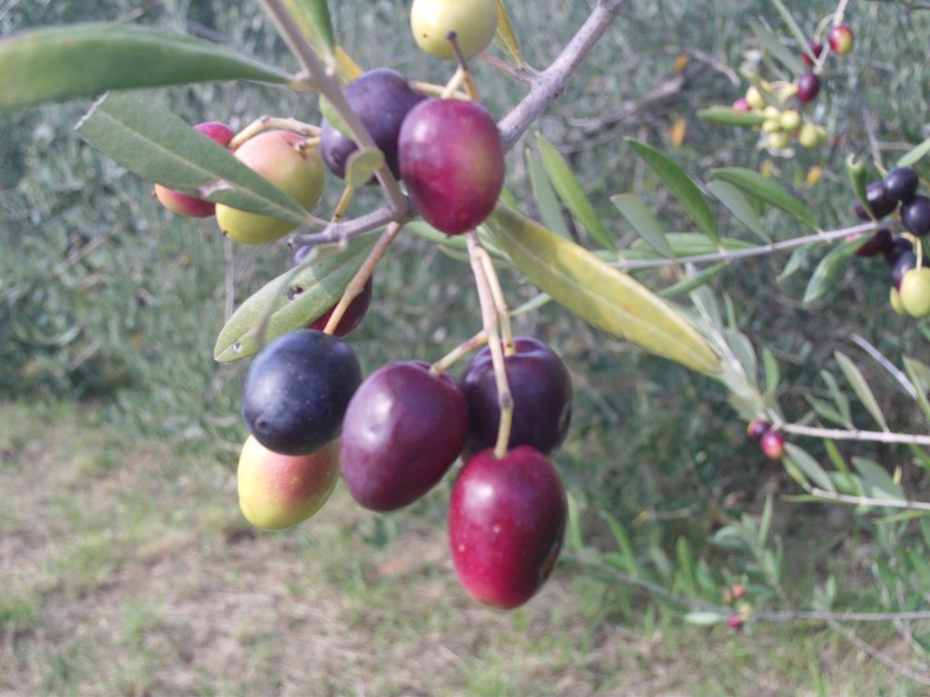 דוברובו Apartma Sobe Pulec מראה חיצוני תמונה